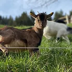 Blumbauernhof * Gutach