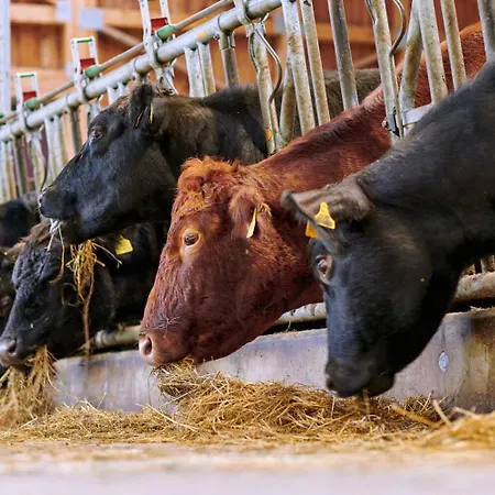 Blumbauernhof Farm stay *