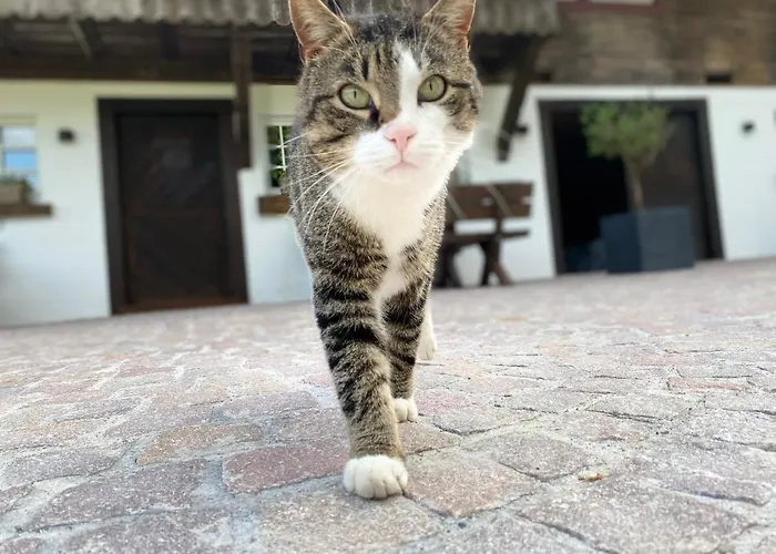 Blumbauernhof Feriegård *