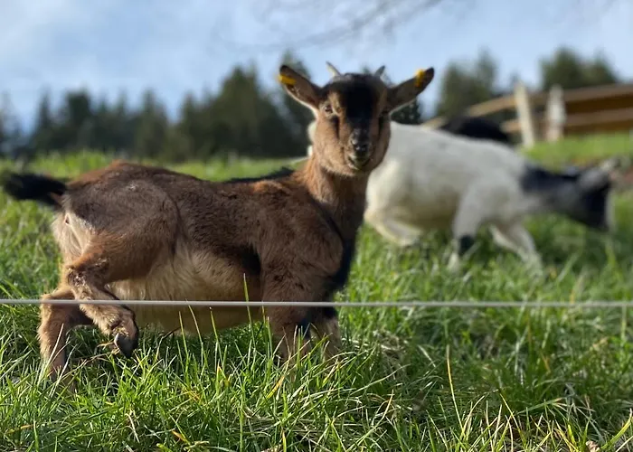 Blumbauernhof * Gutach