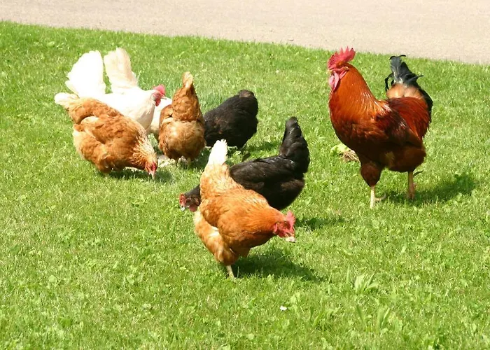 Blumbauernhof * Gutach