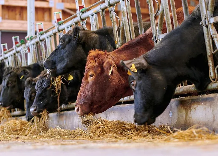 Blumbauernhof Gospodarstwo agroturystyczne *