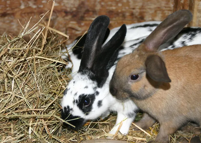 Blumbauernhof Gutach