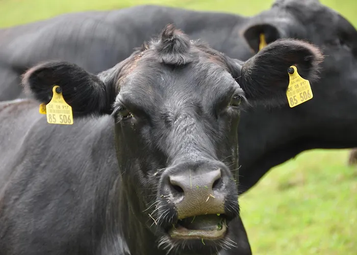 Blumbauernhof * Gutach